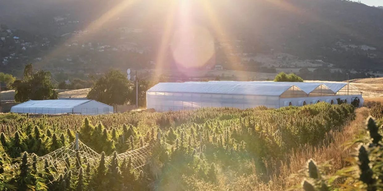 Dirty Arm Farm with rows of cannabis flower tops shining in the sun Southern Oregon style.