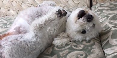 A fluffy white dog lying upside down on a patterned cushion.