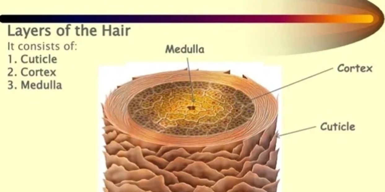 Pass a hair follicle test, pass a hair drug test, how to pass a hair follicle, hair detox shampoo