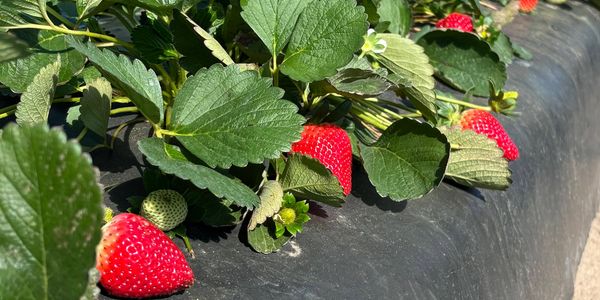 Ripe and unripe strawberries growing with green leaves.