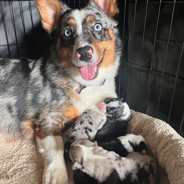 Izzy with her newborn pups.