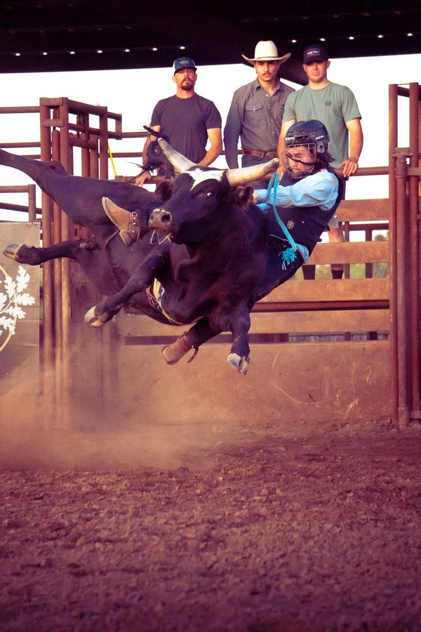 Extreme sports photography of a bull rider ridding a bull 