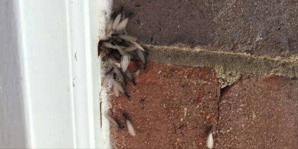 termite control, canton ga