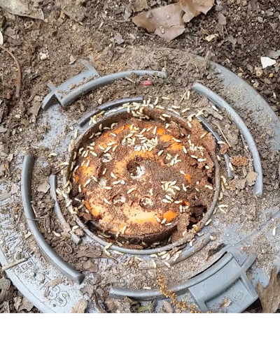 Termites feeding to termite bait in Acworth, GA