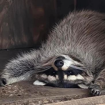 Hochatown Petting Zoo and rescue. Racoon upside down. Kids petting zoo family fun for all ages