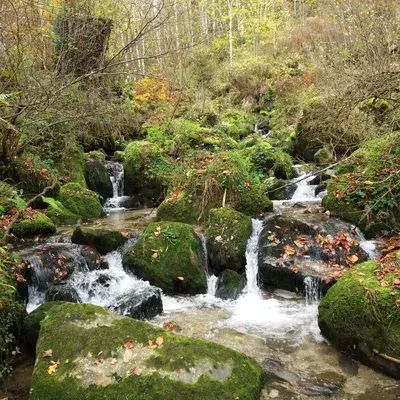 Rivière sauvage dans la forêt avec de petites cascades