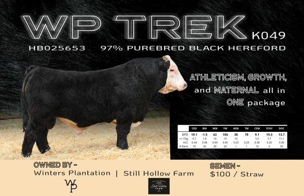 Black Hereford bull named WP Trek K049.