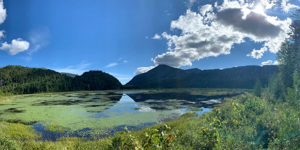 Beautiful flowed lands in the Adirondacks under a blue sky. 