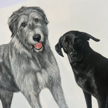 Pastel drawing of two dogs, grey Irish Wolfhound and black Labrador. 