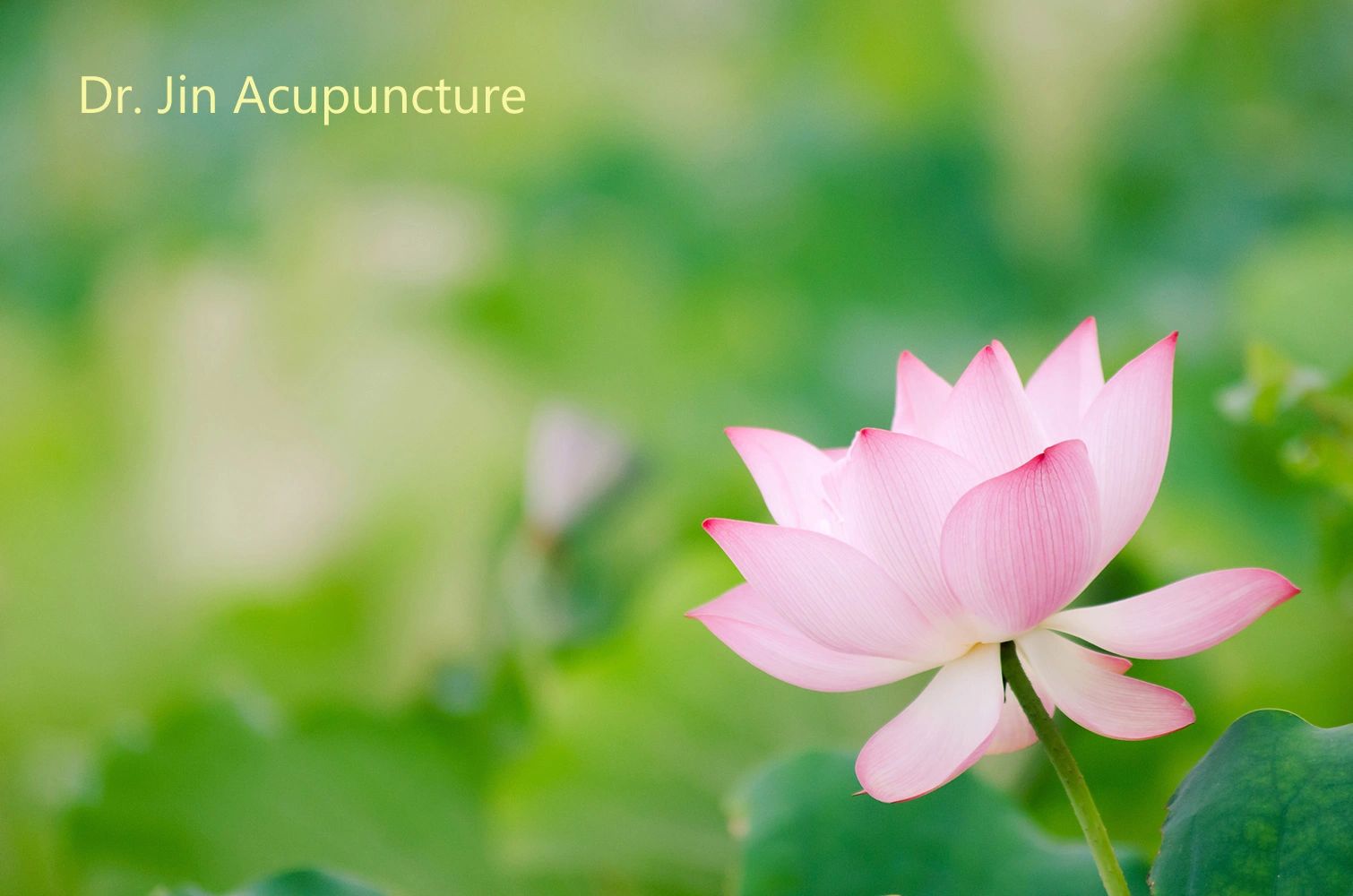 A beautiful lotus flower next to "Dr. Jin Acupuncture Clinic" in Carmel and Indianapolis, IN area.