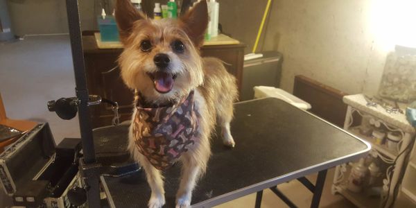 Small dog with a happy expression wearing a bandana on a grooming table.