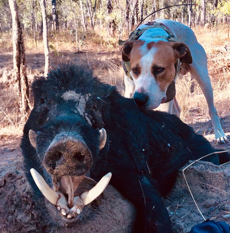 FrogDogs Australia ™️