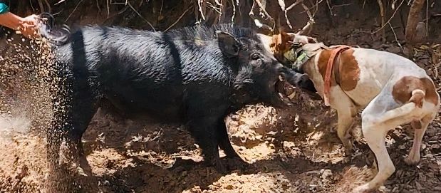 FrogDog Walter & Tusky Cape York Boar