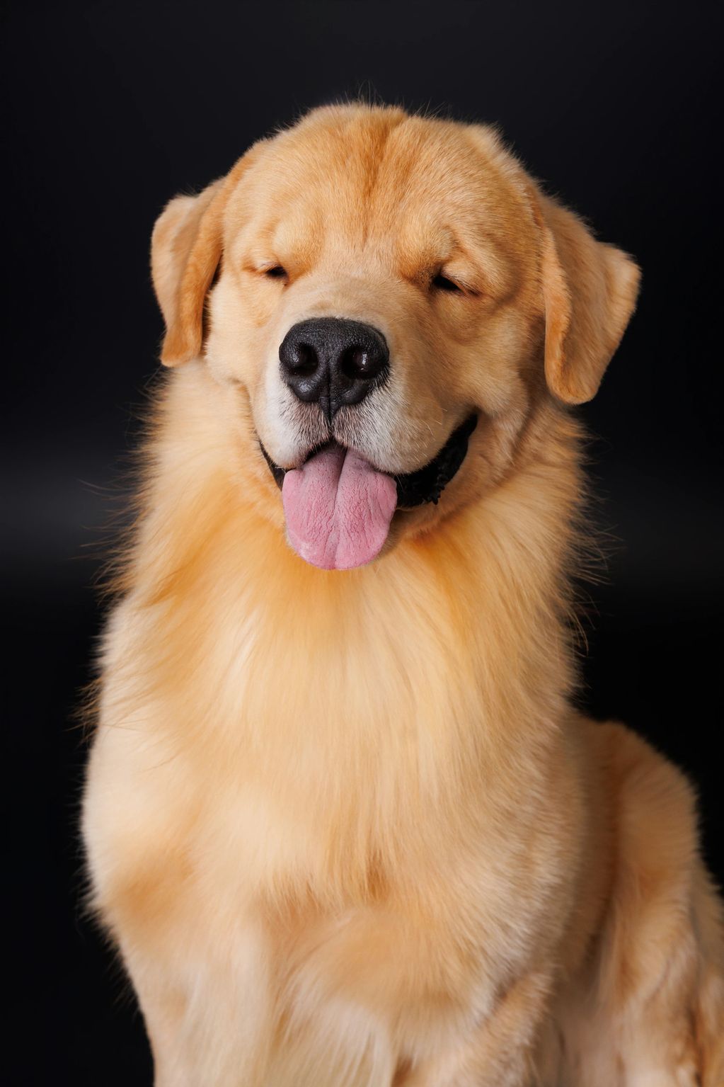 Golden retriever with eyes closed and tongue out, looking content.