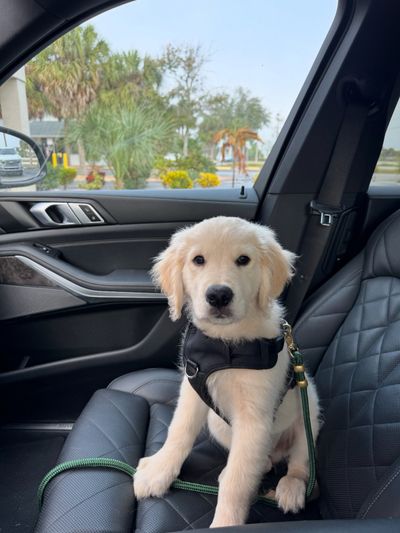 Golden retriever puppy sitting on a car seat wearing a harness.