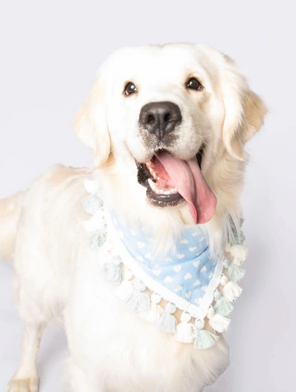 Happy golden retriever wearing a blue patterned bandana.
