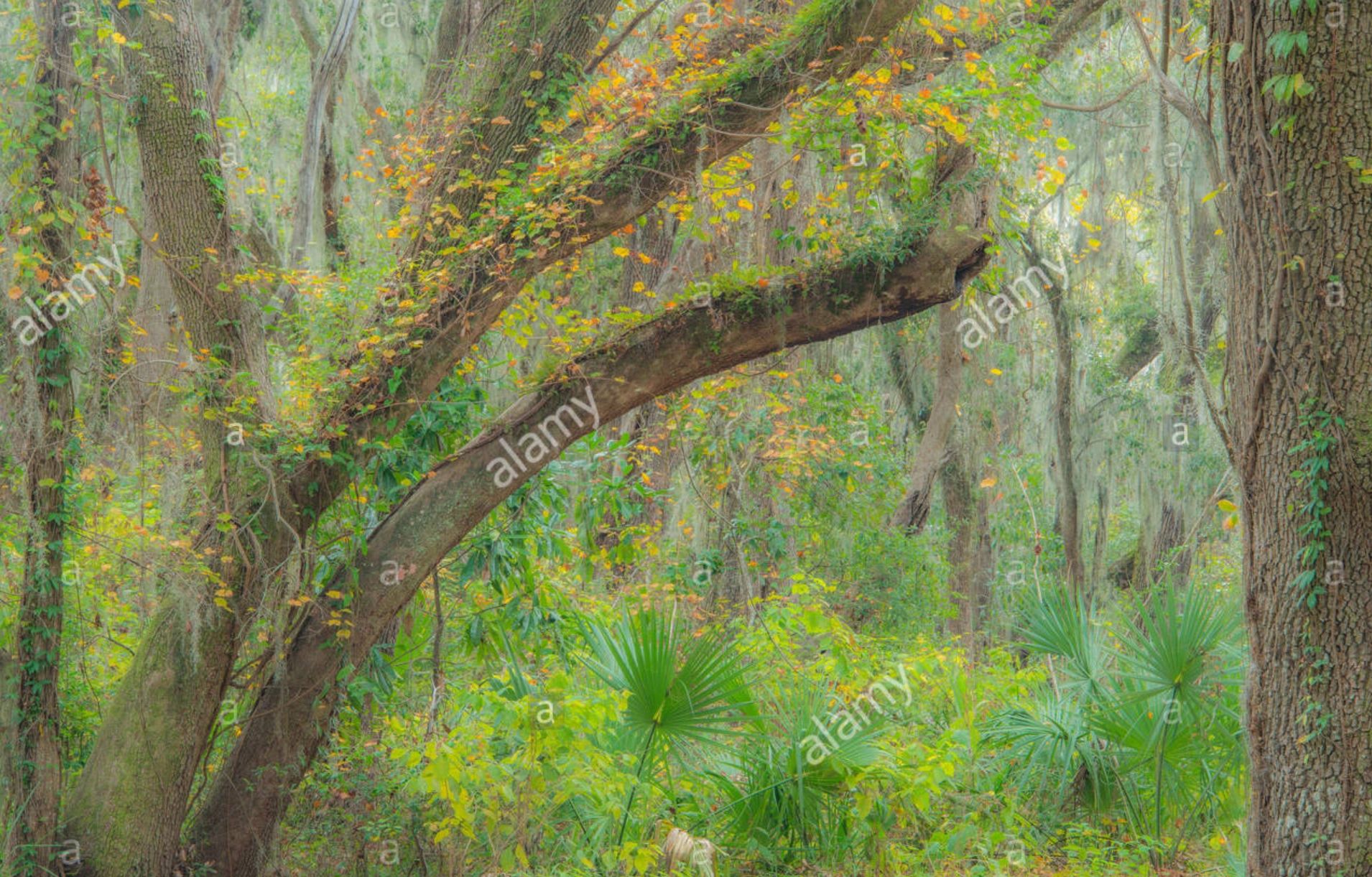 Live Oak trees with epiphytes, Resurrection fern and Spanish moss, S. Carolina, USA