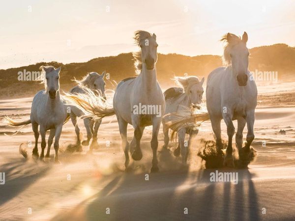 Camargue horses near Saintes Maries de la Mer, France. Early May,by Dominique Braud