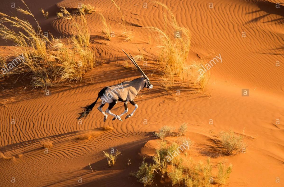 Aerial of South African Oryx running, Oryx gazella gazela, Namib Desert, Namibia, Africa