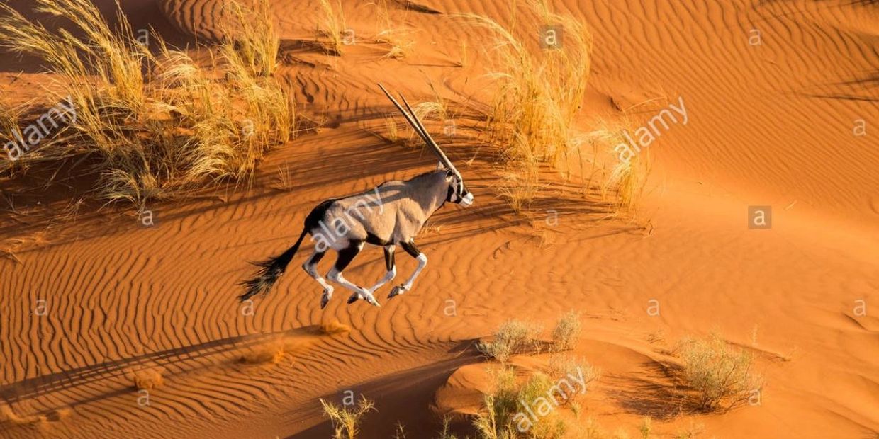 Aerial of South African Oryx running, Oryx gazella gazela, Namib Desert, Namibia, Africa