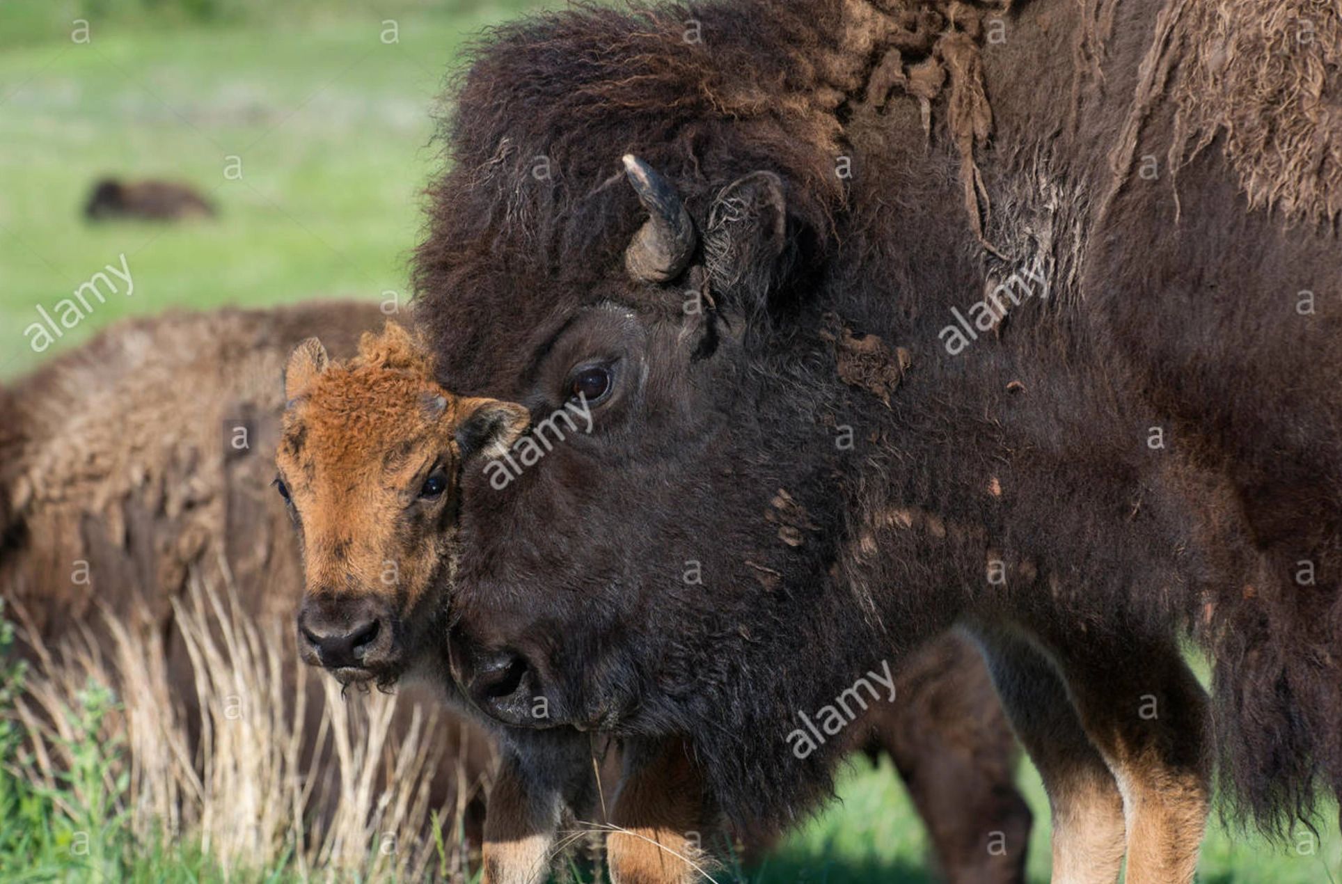 American Bison (Bison bison) mother and calf, Western USA
