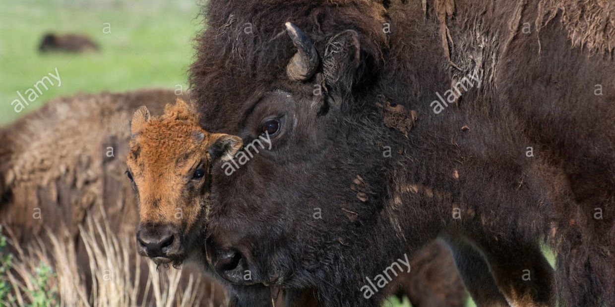 American Bison (Bison bison) mother and calf, Western USA