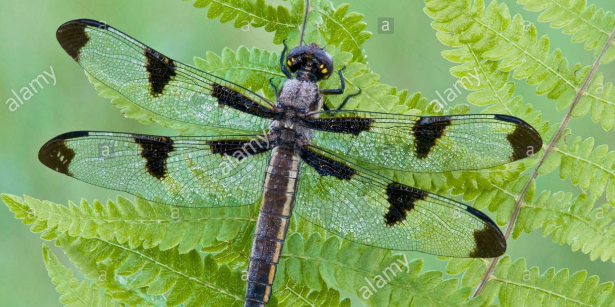 Twelve-Spotted Skimmer Libellula pulchella on fern frond E USA