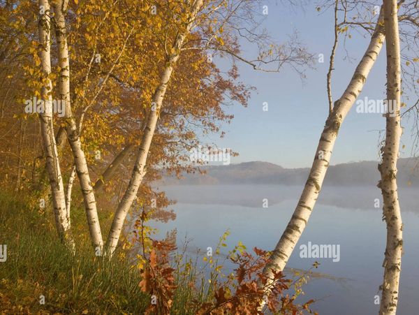 White Birch trees St. Croix National Scenic River Minnesota Wisconsin border USA, by Gary A Nelson