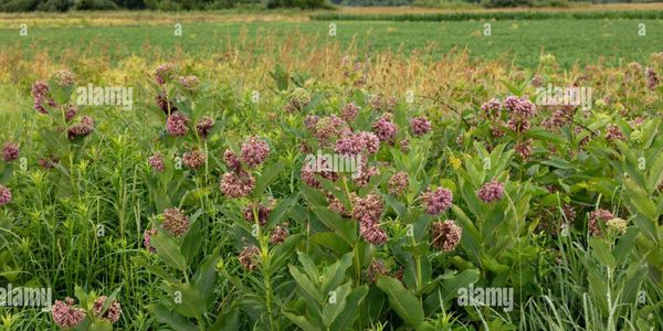 Common Milkweed (Asclepias syriacac), mid Summer, Eastern USA, by James D Coppinger