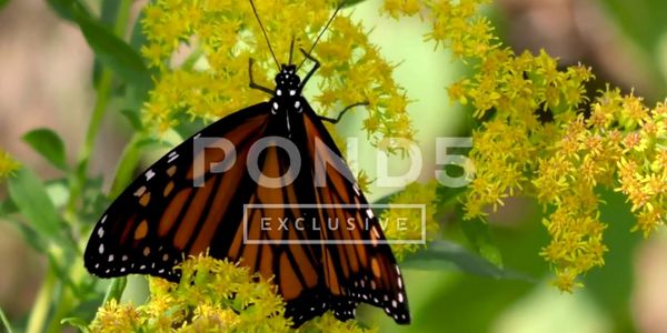 Monarch Butterfly, Male, Migration, Autumn, E Usa