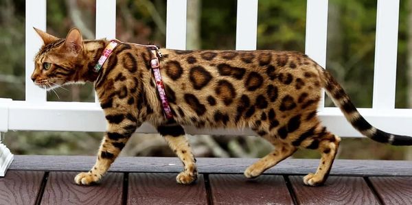 brown rosetted bengal cat