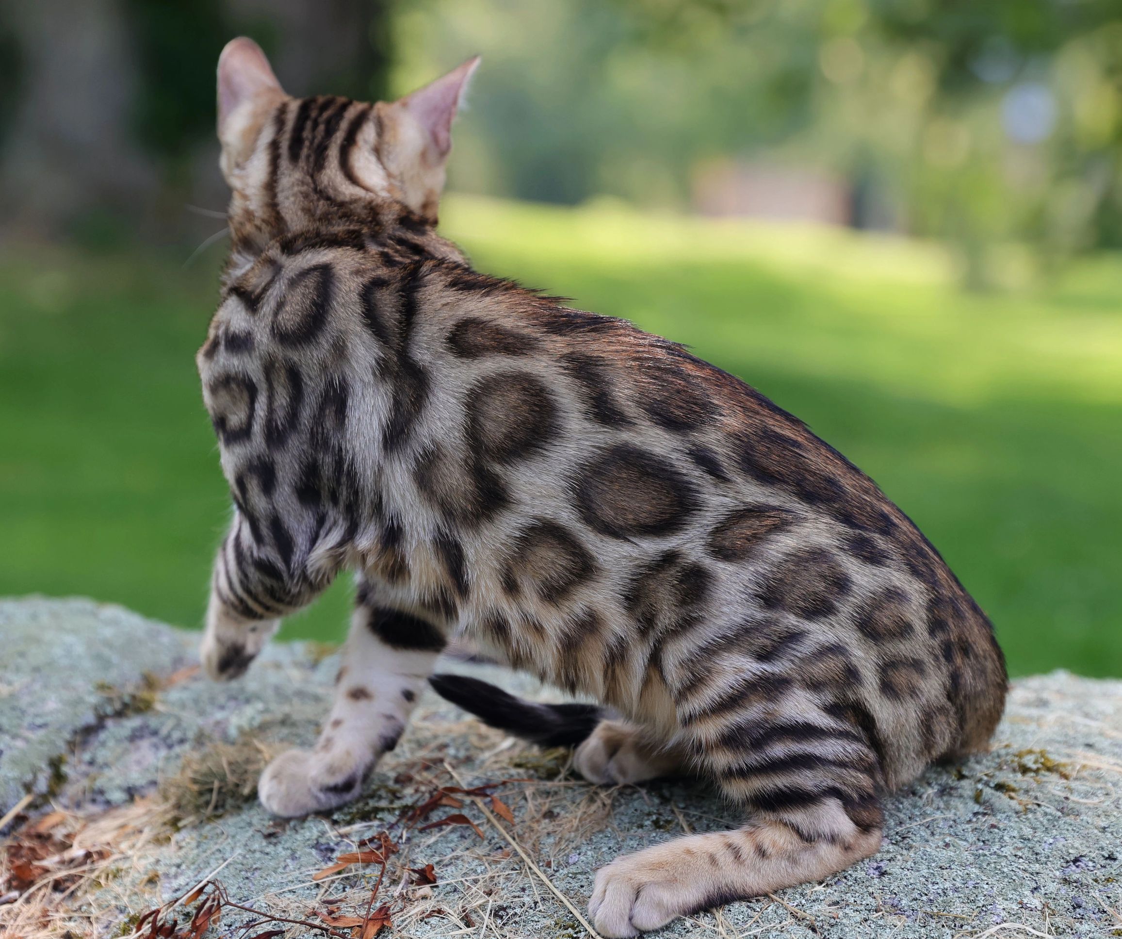 bengal kitten, brown rosetted bengal