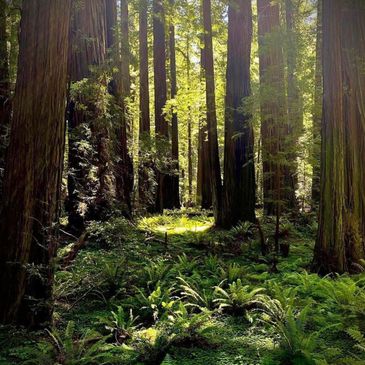 Sunlight filters through tall redwood trees in a lush green forest.