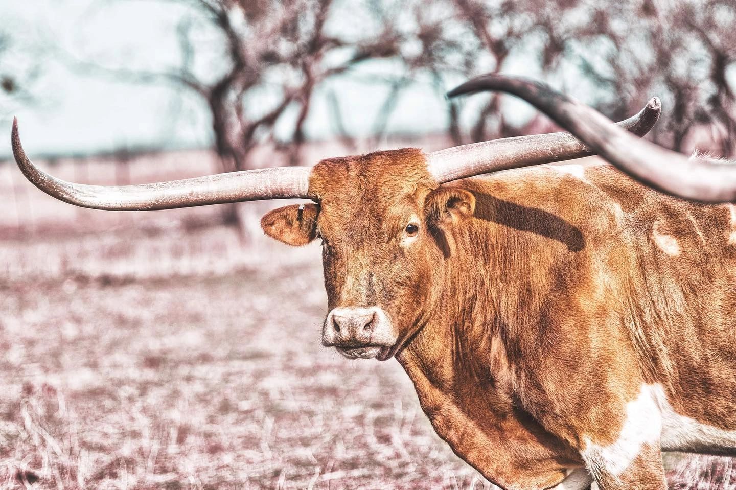 General Dentist - WeaverDDSPC