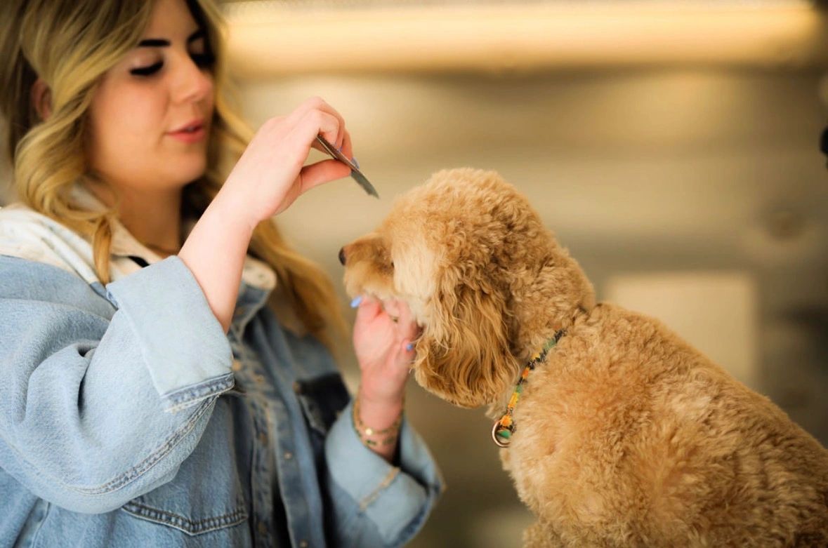 Woman grooming a brown curly dog.