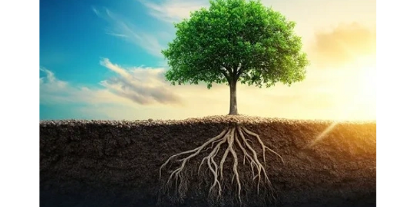 The data model is the root ball for any successful IMS.