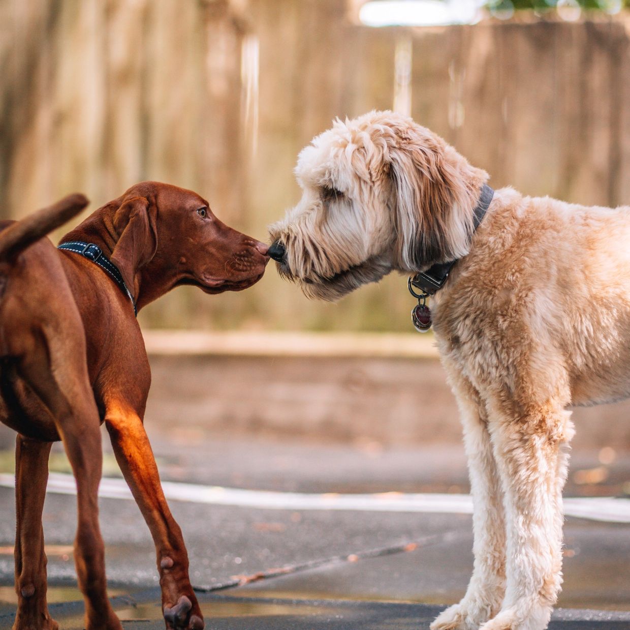 Houston Dog Training, Best Dog Trainer, Puppy socialization, puppy training, boarding, dog daycare