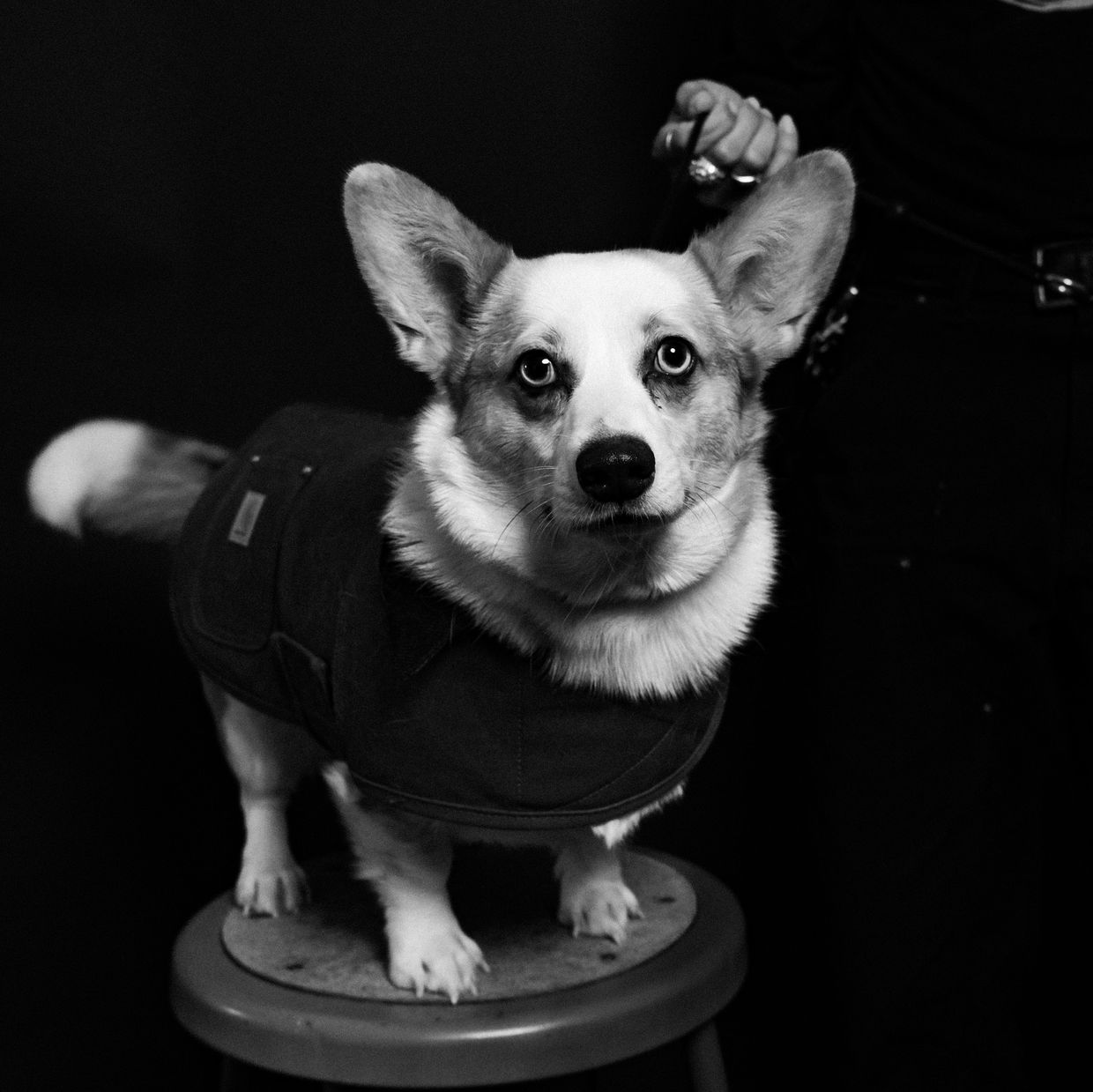 Revival Dog Training, Group Classes, Puppy Training, Reactive Dog, Resources, Houston Heights 