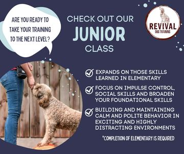 Houston Dog Training, Puppies, Puppy-K, Daycare, Private Lessons, Boarding, Board and Train