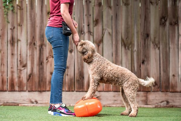 Revival Dog Training, Group Training Classes, BestDoggy Daycare, Puppy Potty Training West U Houston