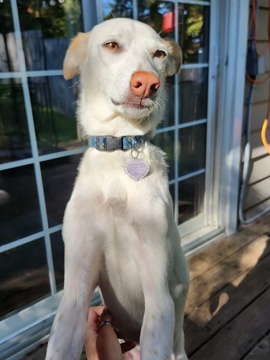 White dog with a pink nose and blue collar stands in front of a glass door.