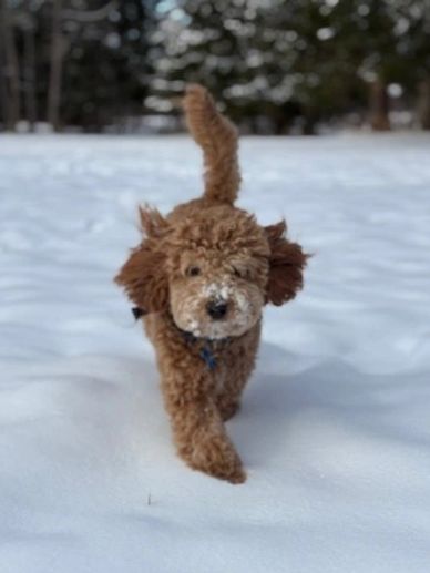 A curly brown puppy walking through snow.