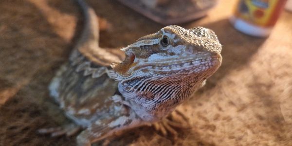 Bearded Dragon Smiling At Camera.