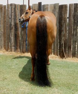 Long and healthy equine tails.