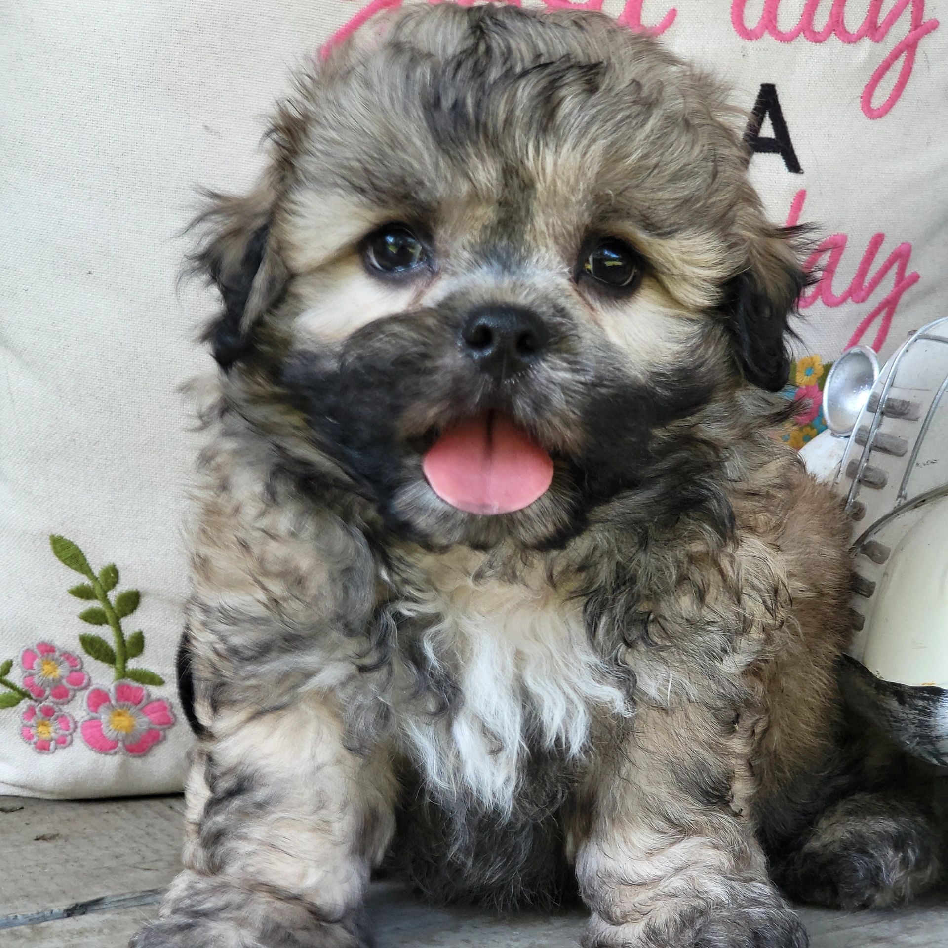 Dream Haven Shichons/Teddy Bears Shichon Puppies Available for Sale