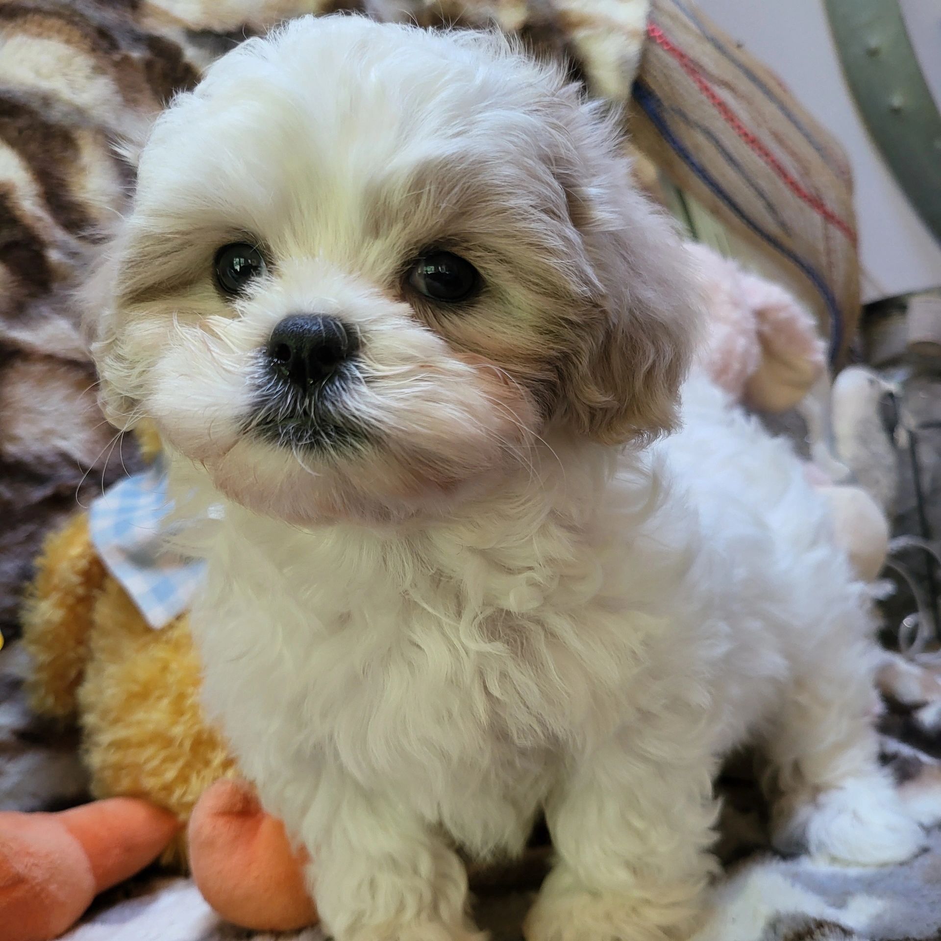 Close-up of a fluffy white and tan puppy with dark eyes.