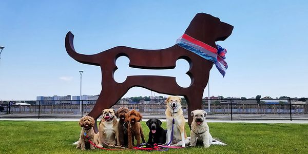 Big Dog, Steel Dog, Metal sculpture, Dale Rogers, Bone cutout, public art exhibition, temporary art