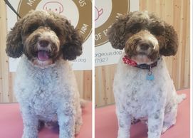 Teddy had a wonderful hair cut with Lou. He was so happy to be there & looked very smart.  He also s