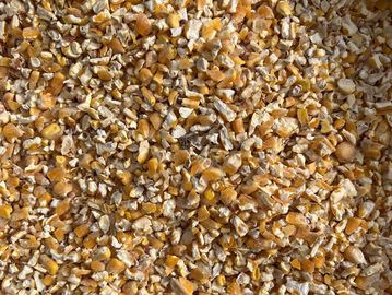 Close-up of crushed yellow corn kernels.