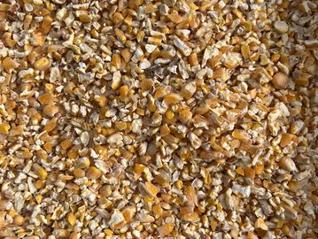 Crushed corn kernels.